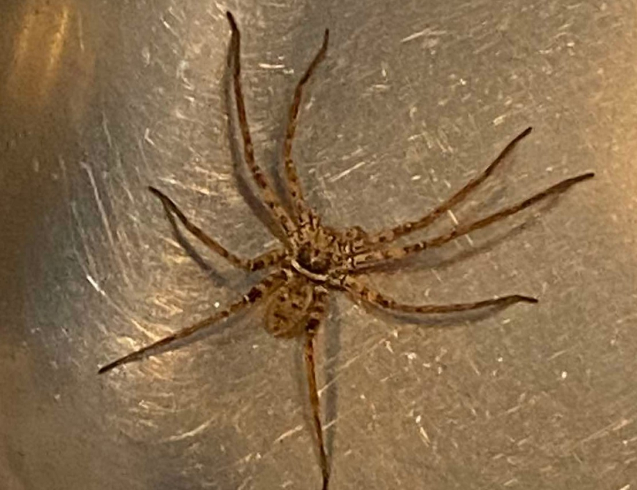 What pests & insects can I expect if I live near the coast?